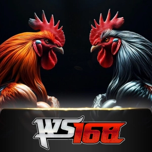 Ws168 Sabung - TITANBET138